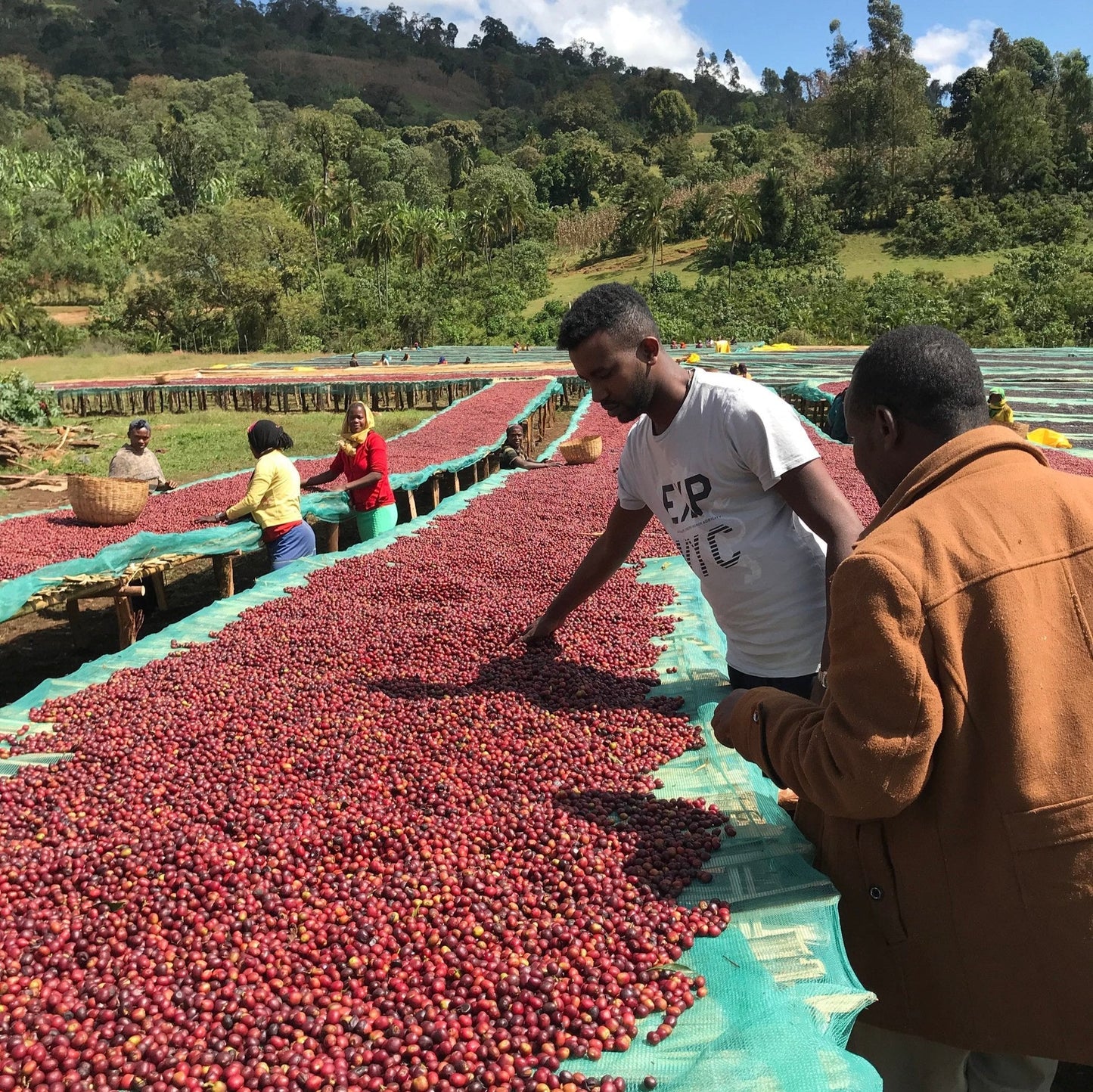 Ethiopie Espresso Chelchele Natural